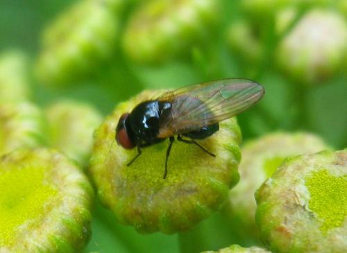 Silba fumosa